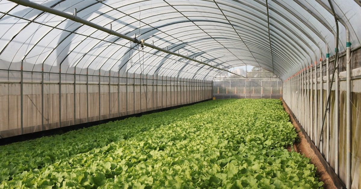 Polycarbonate sheet for greenhouse price Ethiopia